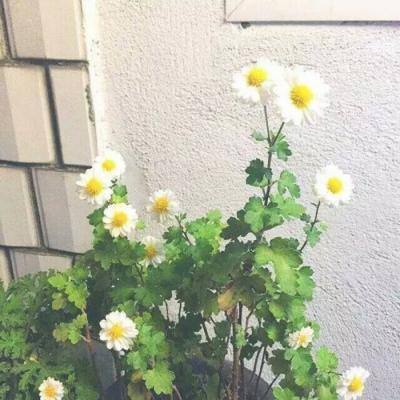 新唐门世界九游客户端下载